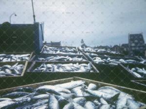 caisses sardines bord Quiberon