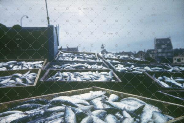 caisses sardines bord Quiberon